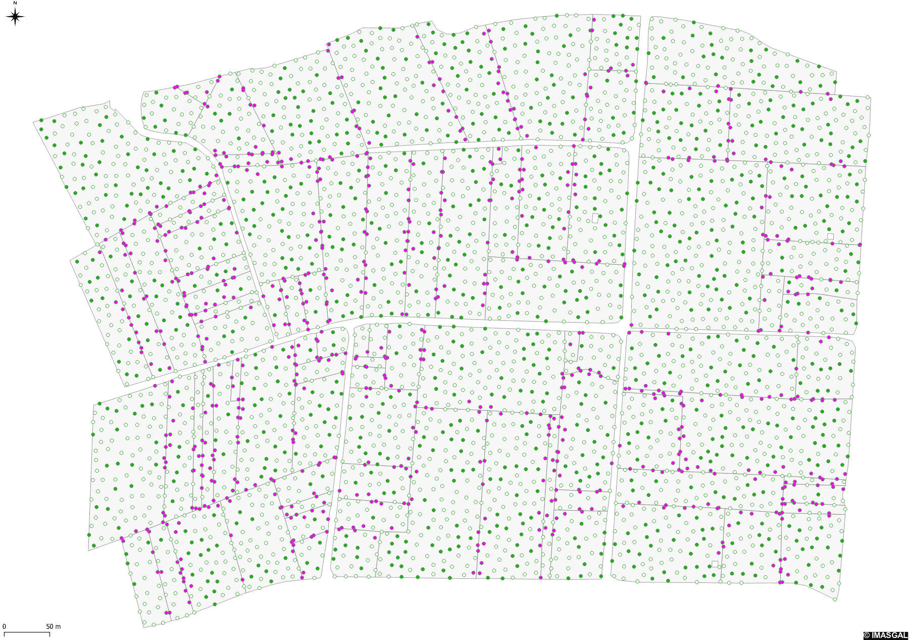 Árboles candidatos para clareo forestal 8 Árboles candidatos para clareo forestal 8
