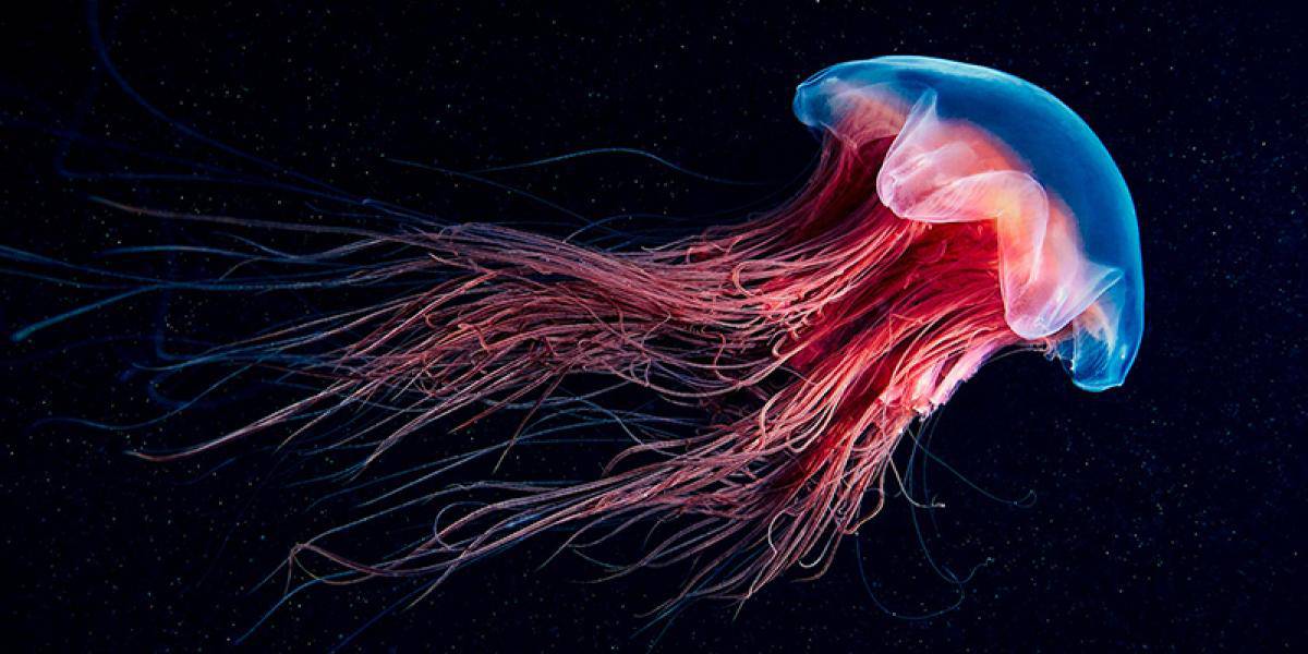 Teledetección para nuevos nichos de mercado, JellyX 1 Teledetección para nuevos nichos de mercado, JellyX 1